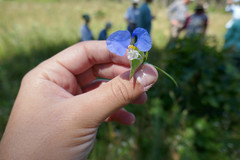 Commelina erecta deamiana