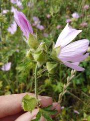 Malva moschata