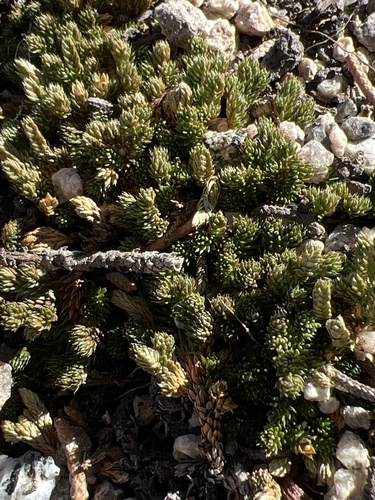 Image of Selaginella watsonii by (c) Ryan Donnelly, some rights reserved (CC BY)