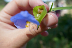 Commelina erecta deamiana