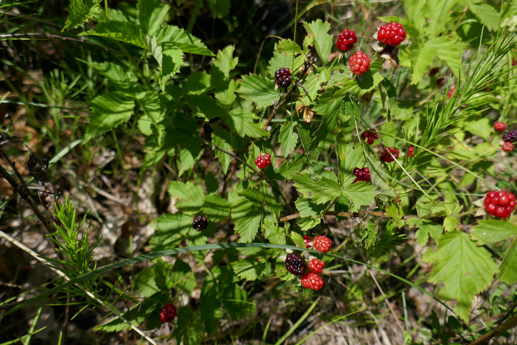 Michigan dewberry