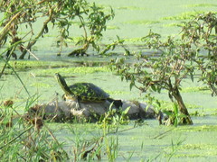 Trachemys venusta iversoni