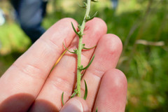 Liatris aspera intermedia