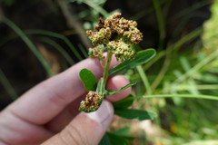 Aculops euphorbicolus