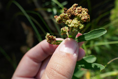 Aculops euphorbicolus