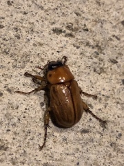 Cyclocephala pasadenae