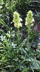 Pedicularis elongata
