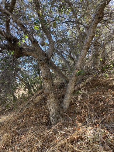 Quercus berberidifolia × douglasii