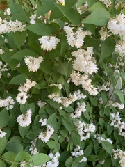 Deutzia