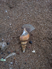 Tibia insulaechorab