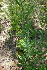 Solidago nemoralis decemflora