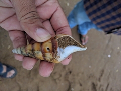 Tibia insulaechorab