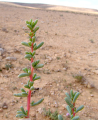 Halogeton alopecuroides