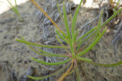Phemeranthus rugospermus