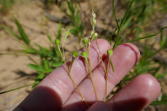 Phemeranthus rugospermus