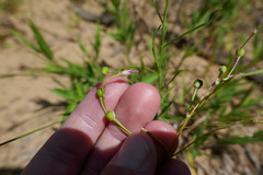 Phemeranthus rugospermus
