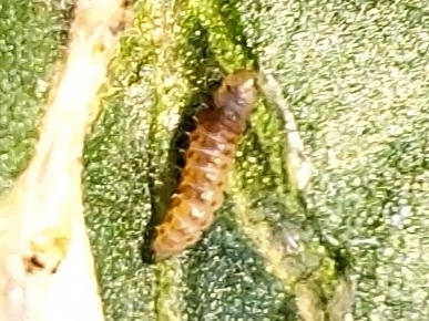 potato pinworm