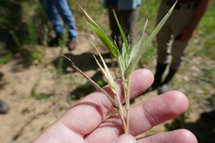 Dichanthelium pseudopubescens