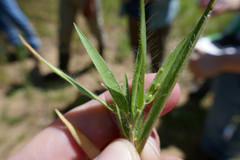 Dichanthelium pseudopubescens