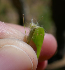 Dichanthelium pseudopubescens