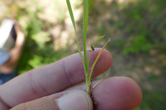 Festuca octoflora tenella