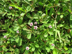 Phyla nodiflora