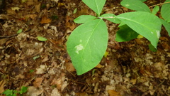 Leucanthiza dircella