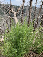 Artemisia carruthii wrightii