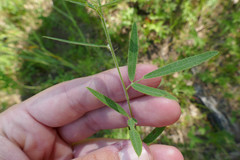 Lespedeza × simulata