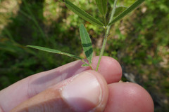 Lespedeza × simulata