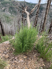 Artemisia carruthii wrightii