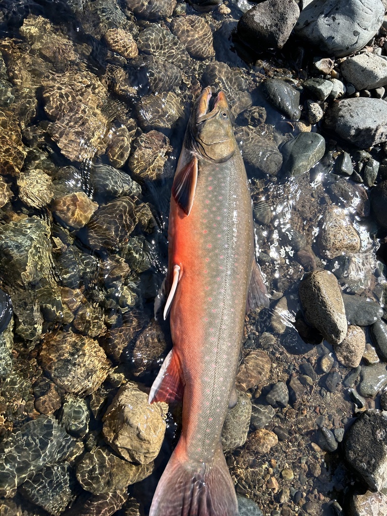 Bull Trout × Dolly Varden