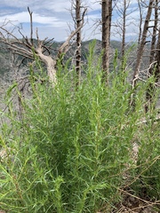 Artemisia carruthii wrightii
