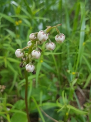 Pyrola media