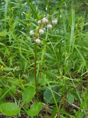 Pyrola media