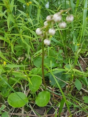 Pyrola media