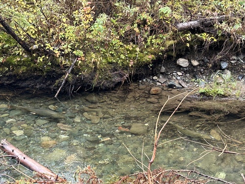 Bull Trout