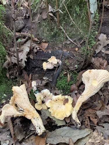 Cantharellus alborufescens — (c) Manuela Fiorini, some rights reserved (CC BY)