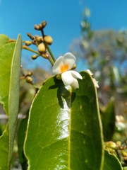 Baphia capparidifolia