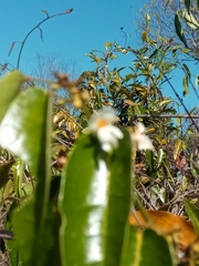 Baphia capparidifolia