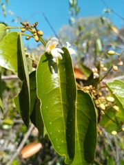 Baphia capparidifolia