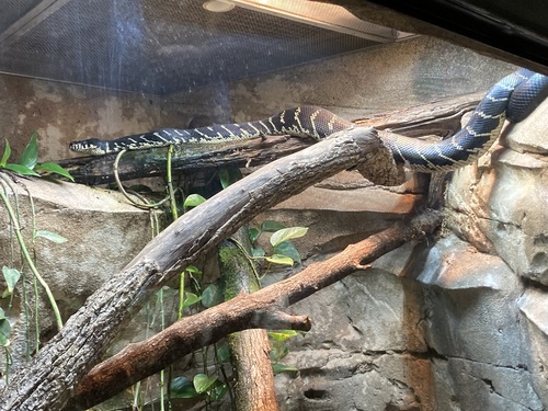 Black Python, Simalia boeleni