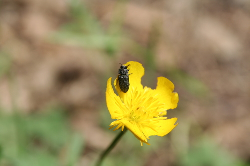 Anthaxia rugicollis