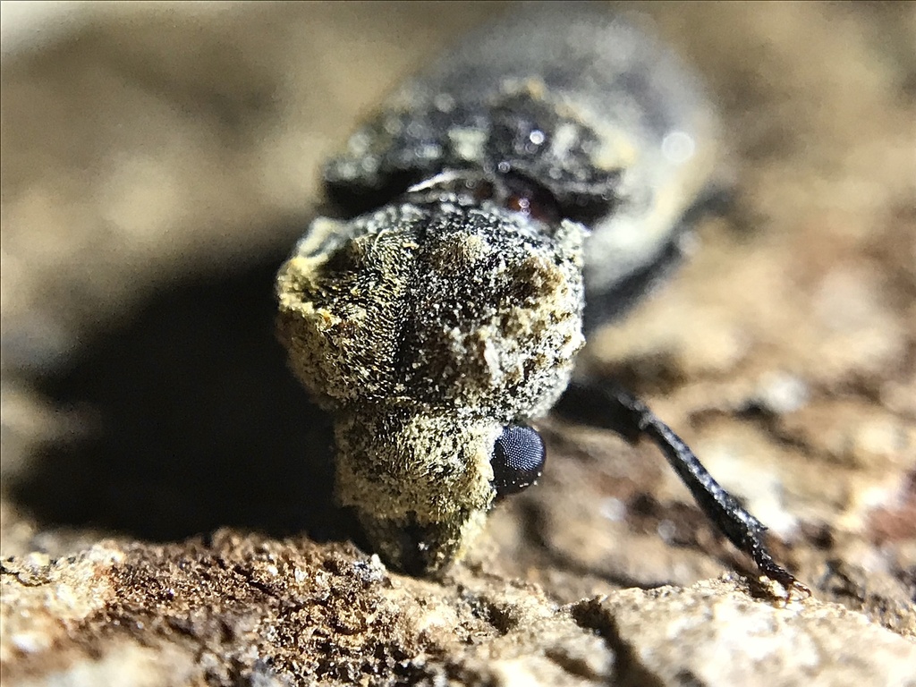 Dysides obscurus