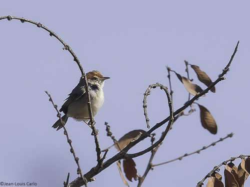 iNaturalist image