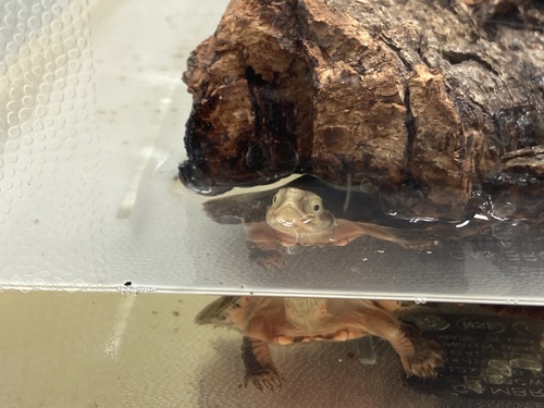 Four-Eyed Turtle, Sacalia quadriocellata