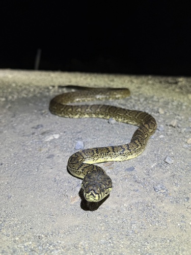 Coastal Carpet Python sighting