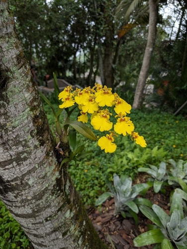 Dancing ladies (Gomesa varicosa)