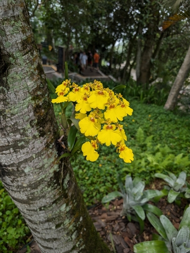 Image of Gomesa varicosa by no rights reserved