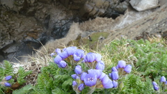 Polemonium boreale